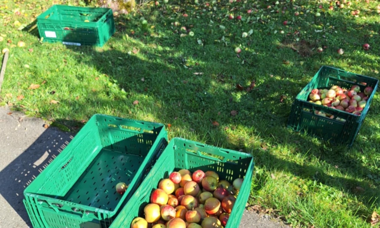 Collecte en vue de vente de jus de pomme Collecte en vue de vente de jus de pomme