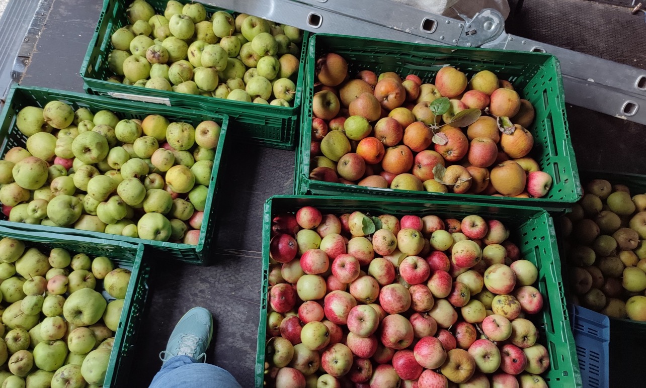 Collecte en vue de vente de jus de pomme Collecte en vue de vente de jus de pomme