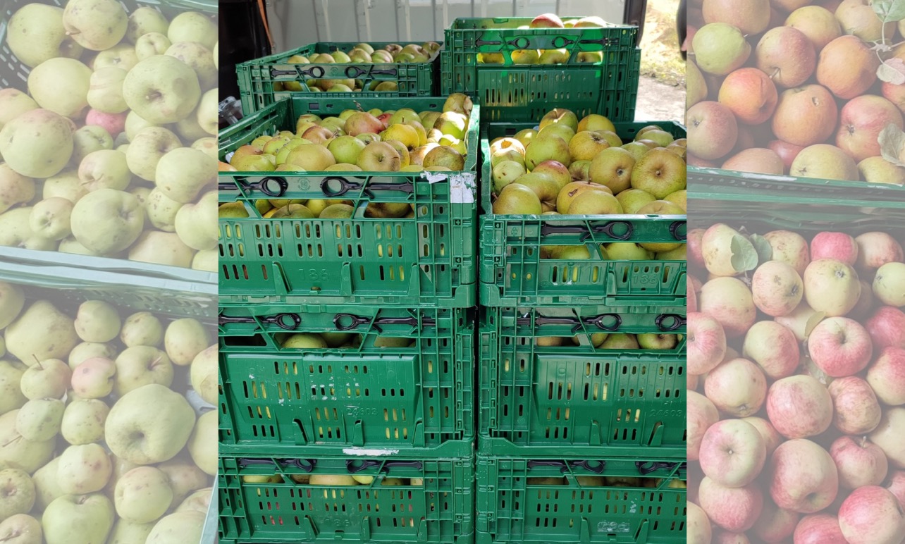 Collecte en vue de vente de jus de pomme Collecte en vue de vente de jus de pomme