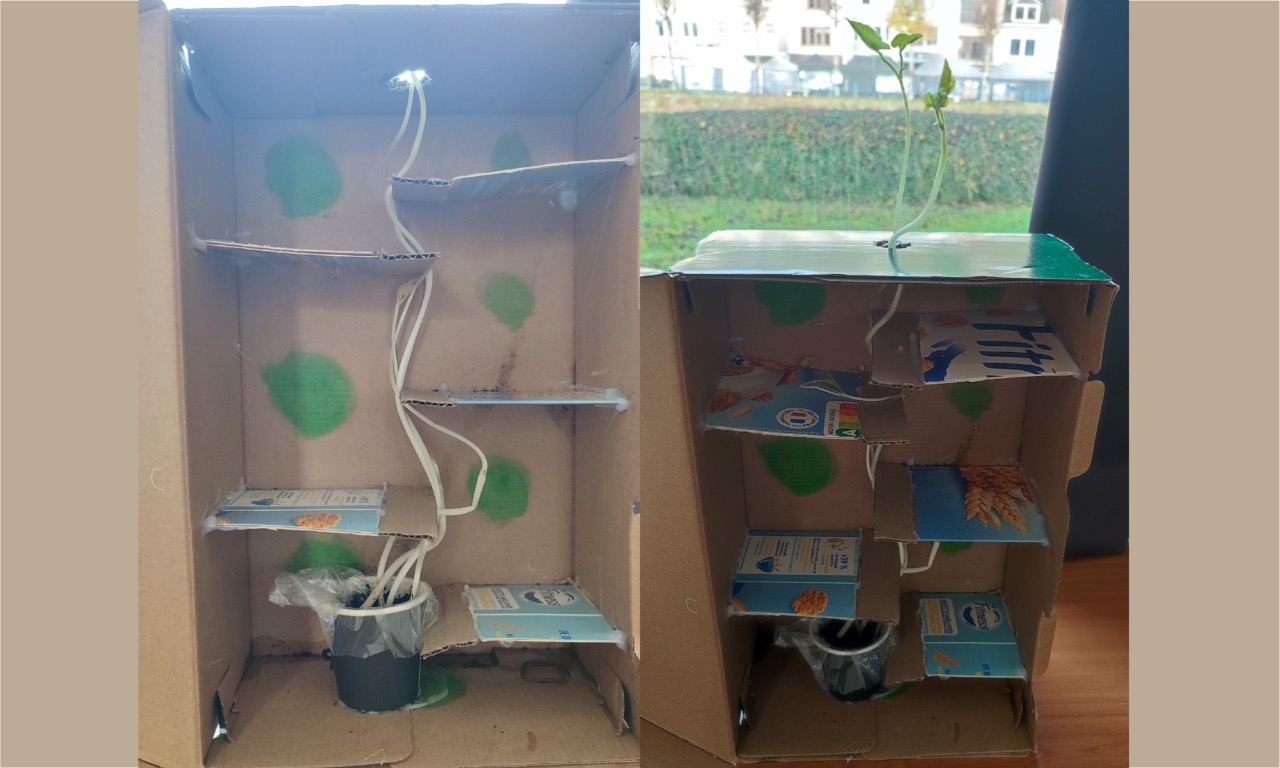 Croissance des plantes