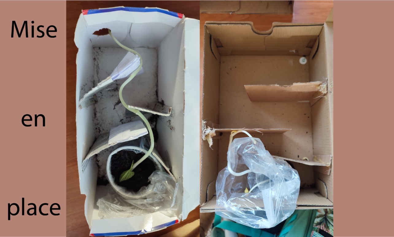 Croissance des plantes Croissance des plantes