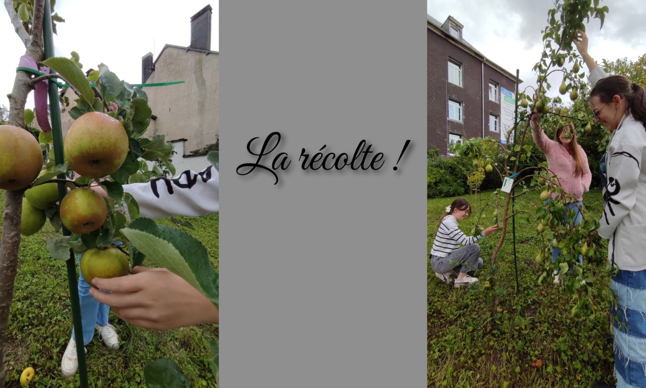 Petit verger, avant-après Petit verger, avant-après